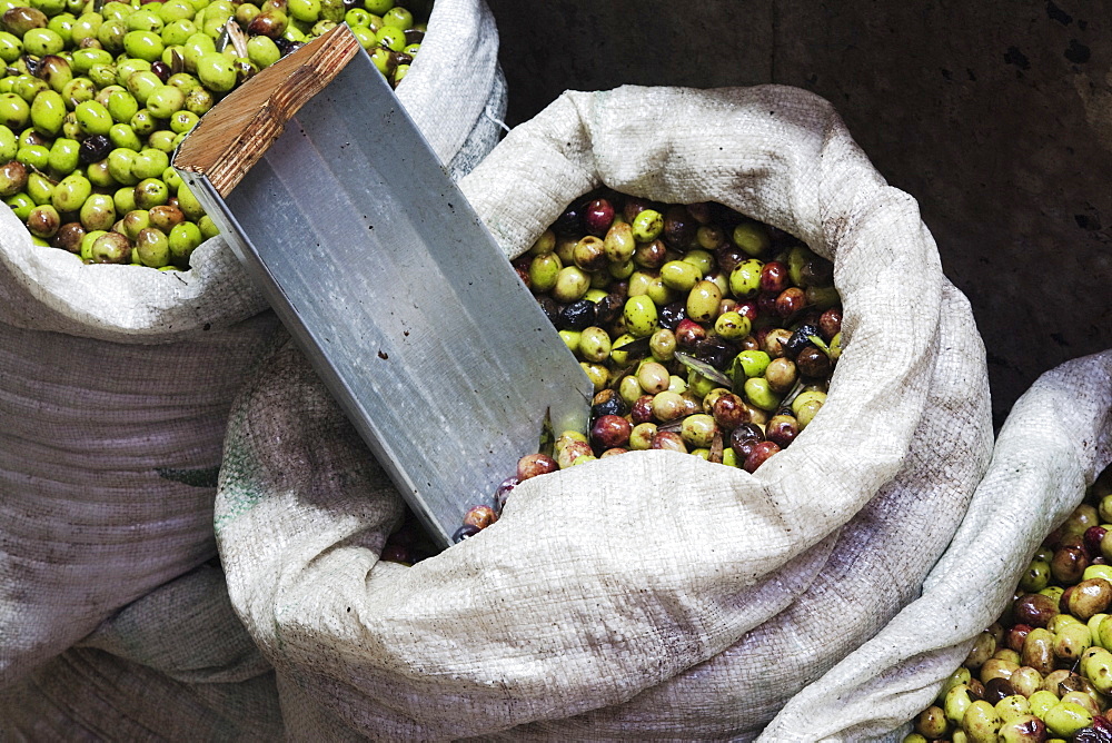 Green Olives for Sale, Jerusalem, Israel