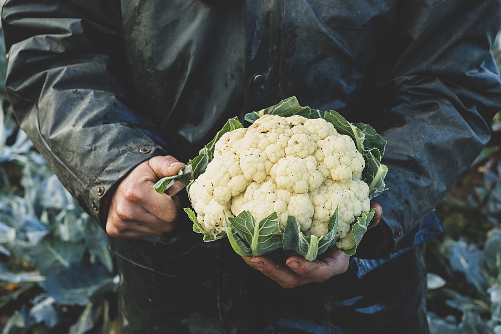 High angle close up of person holding freshly harvested cauliflower, Oxfordshire, England