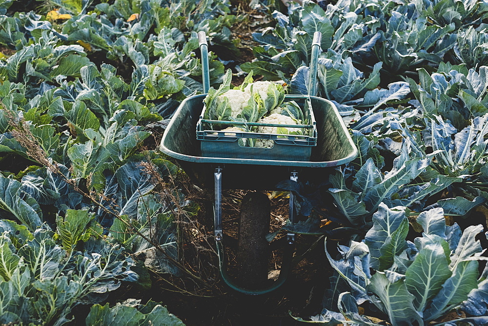 High angle view of plastic crate with freshly harvested cauliflower in a wheelbarrow, Oxfordshire, England