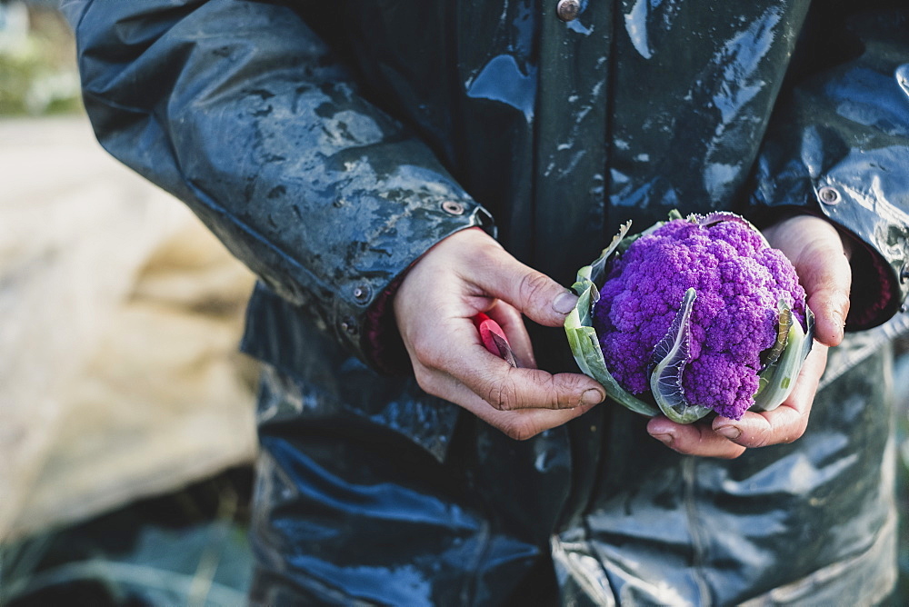 High angle close up of person holding freshly harvested purple cauliflower, Oxfordshire, England