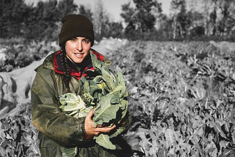 Smiling woman standing in field, holding blue crate with freshly harvested cauliflowers, looking at camera, Oxfordshire, England