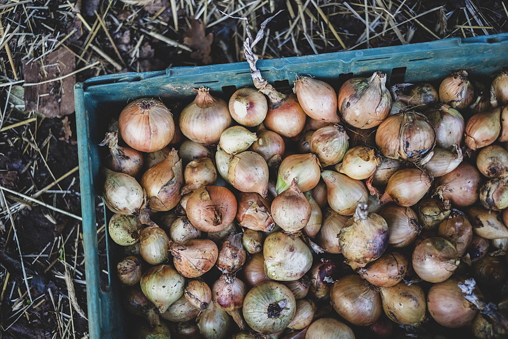 High angle close up of freshly harvested onions in green plastic crate, Oxfordshire, England