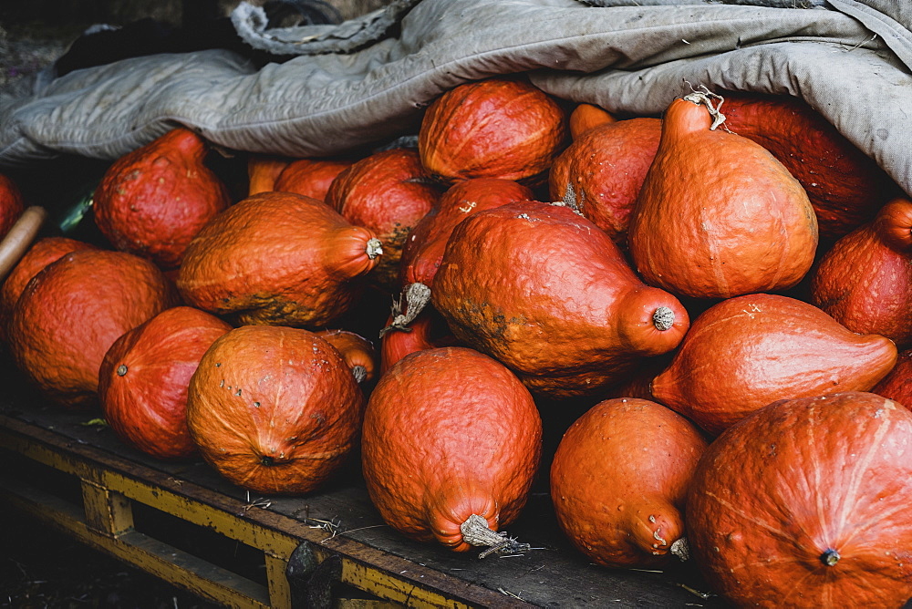 High angle close up of freshly harvested orange Hubbard pumpkins, Oxfordshire, England