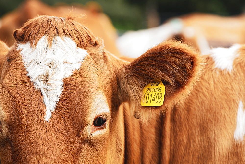 Piebald red and white Guernsey cow on a pasture, Oxfordshire, England