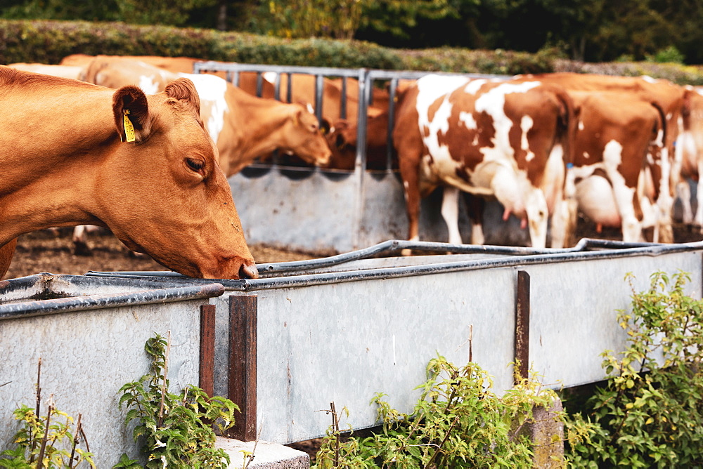 Herd of piebald red and white Guernsey cows on a pasture, eating from metal trough, Oxfordshire, England