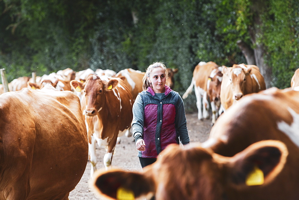 Young woman driving herd of Guernsey cows along a rural road, Oxfordshire, England