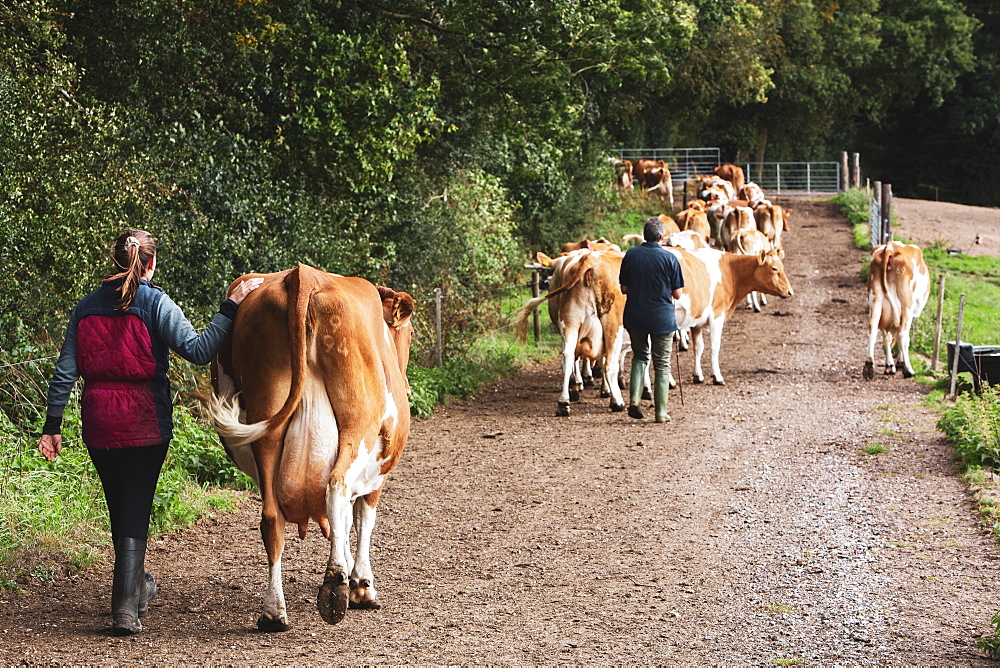 Young woman driving herd of Guernsey cows along a rural road, Oxfordshire, England