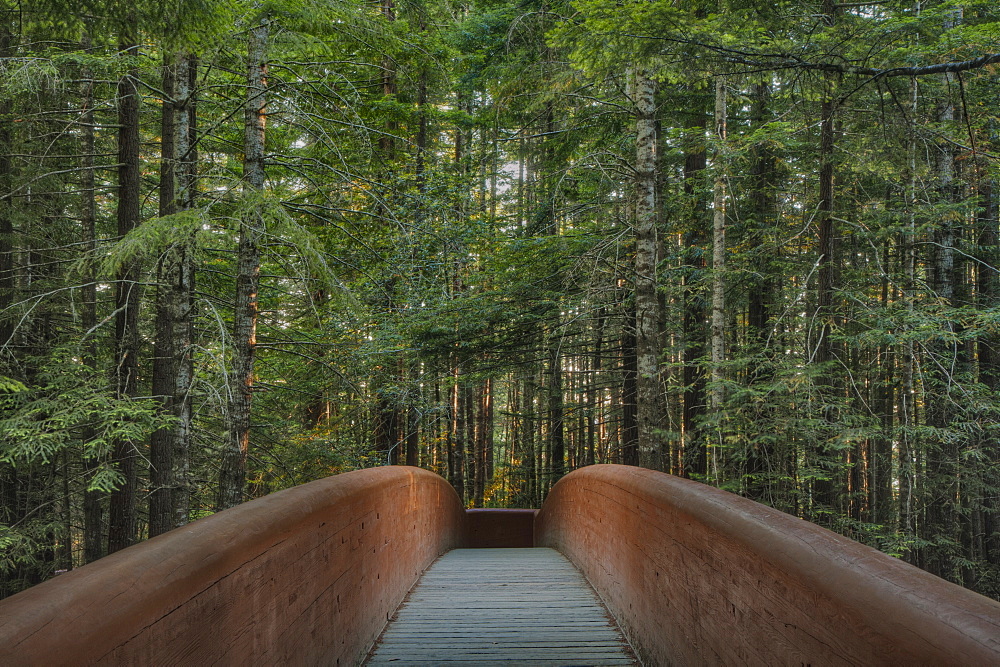 Footbridge in Redwood National Park, California, United States, Redwood National Park, California, USA