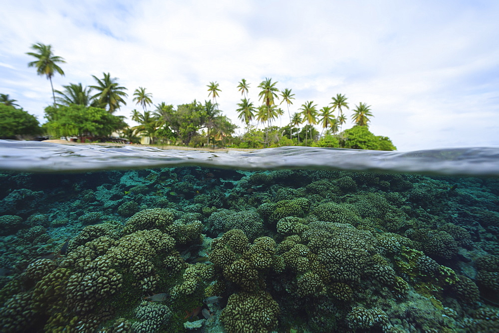 Reef in tropical water, Bora Bora, French Polynesia, Bora Bora, Bora Bora, French Polynesia