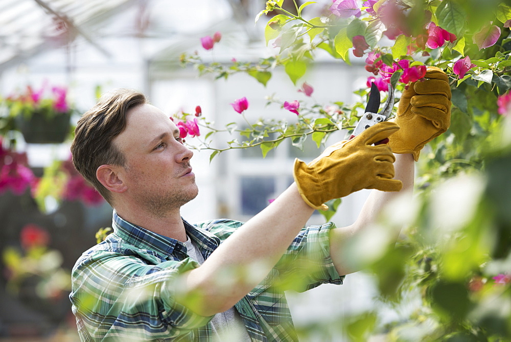 A man working in an organic nursery greenhouse.