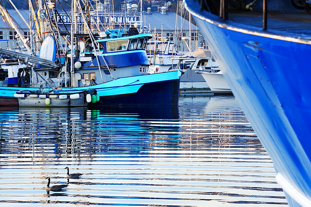 Ducks swimming in urban harbor