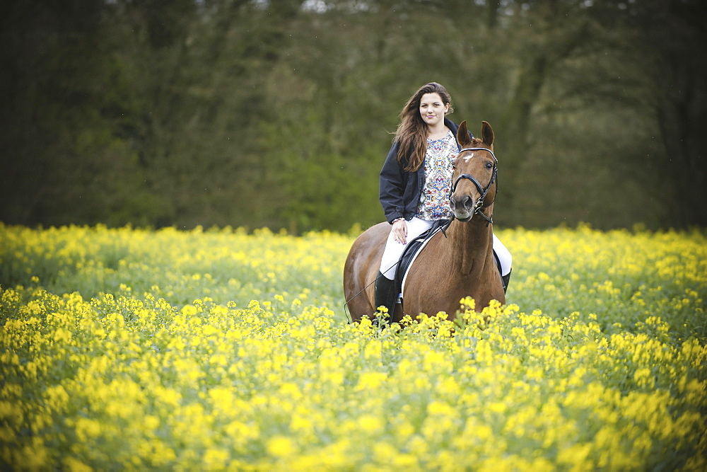 A woman riding on a brown horse through a flowering yellow mustard crop in a field., England