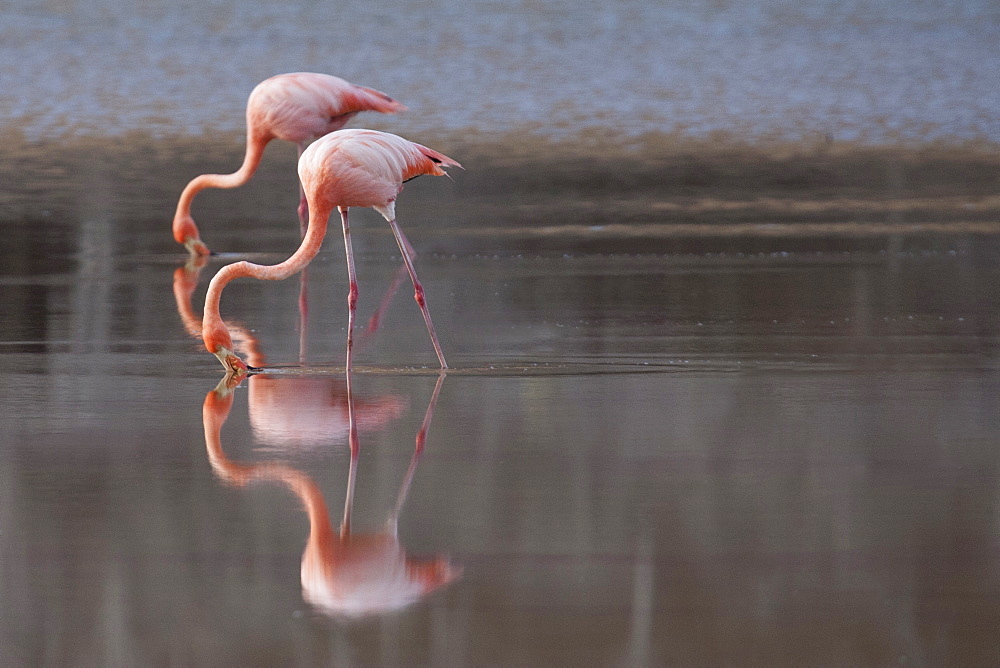 Flamingoes reflecting in still lake