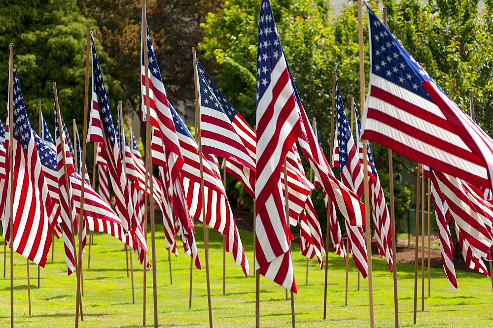 American flags in grass lawn