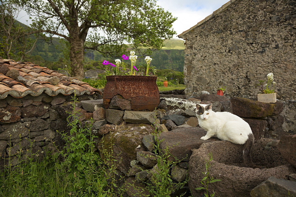 Cat sitting on stone wall in backyard, Cuada Village, Flores, Portugal