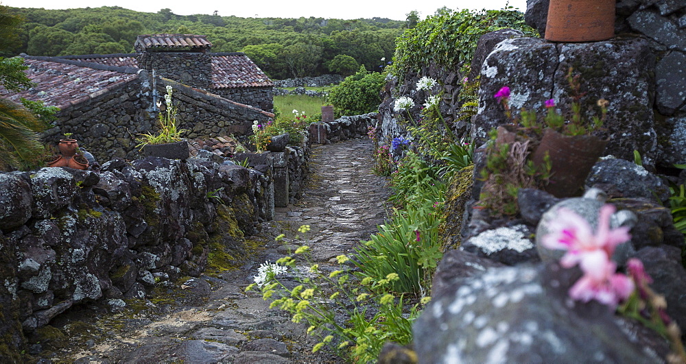 Cobblestone walkway in rural village, Cuada Village, Flores, Portugal