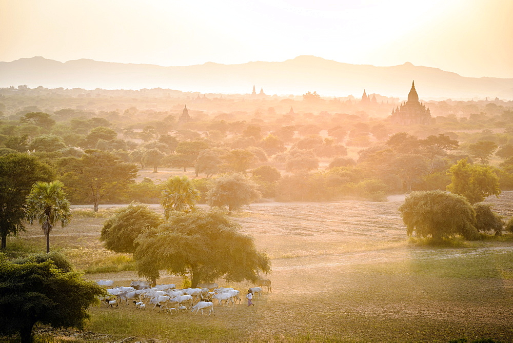 Sheep grazing in misty landscape, Bagan, Myanmar