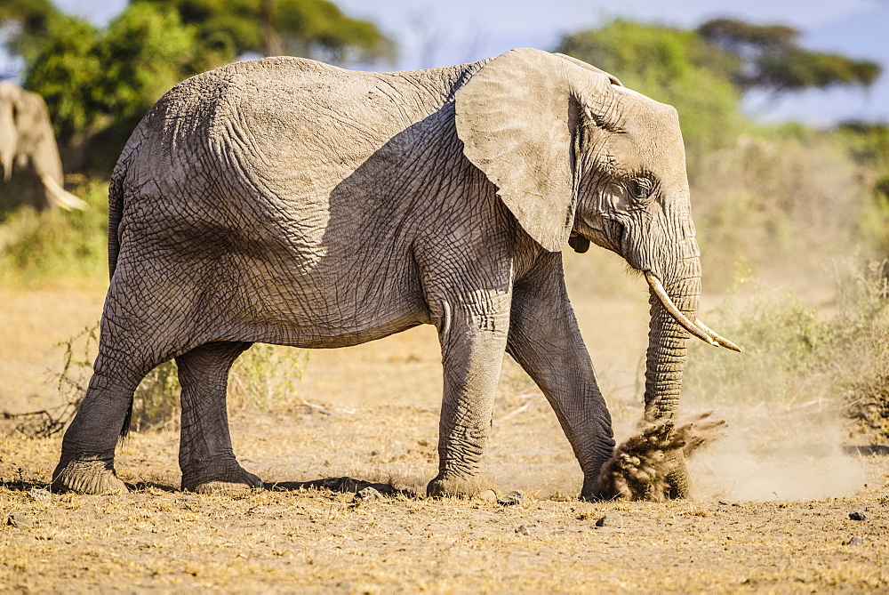 Elephant walking in sand, Kenya, Africa