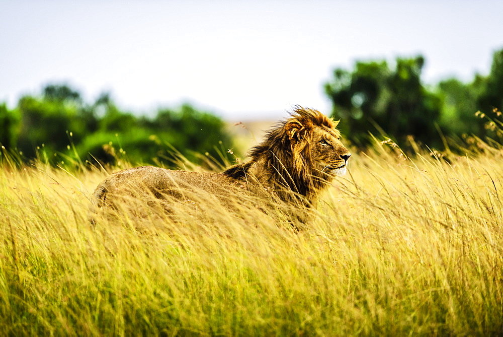 Lion standing in tall grass, Kenya, Africa