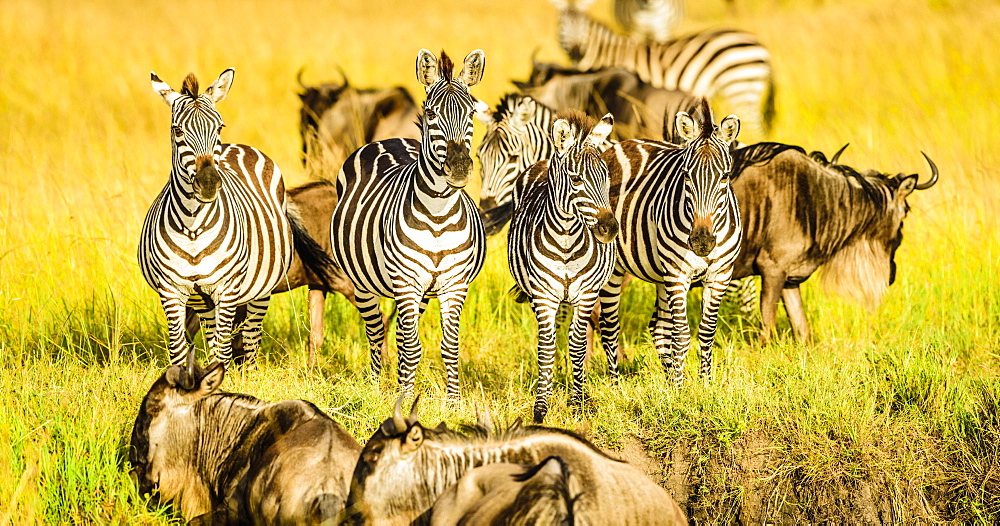 Zebras and wildebeest standing in grass, Kenya, Africa