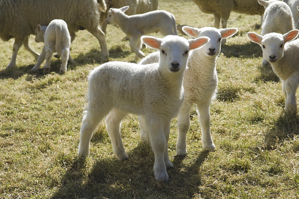 Lambs and sheep in a pen, Gloucestershire, England