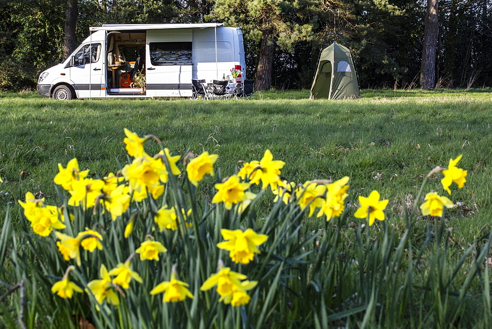 Close up of yellow daffodils in spring, camper van parked in the distance, Oxfordshire, England