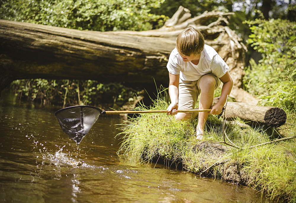 A boy kneeling by the river bank, leaning over and using a small fishing net, Hampshire, England