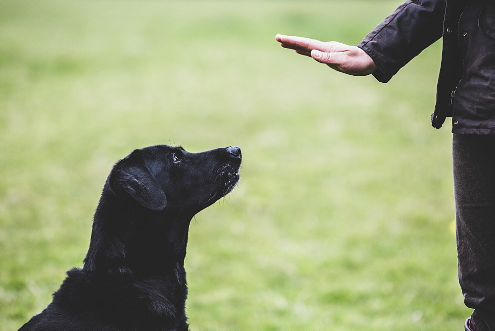 A dog trainer giving a hand command to Black Labrador dog, Oxfordshire, England