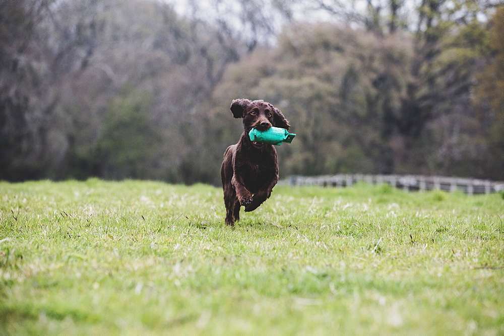 Brown Spaniel dog running across a field, retrieving green toy, Oxfordshire, England