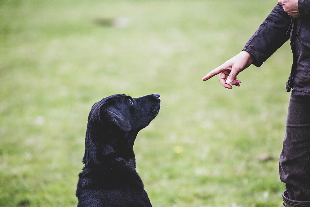 A dog trainer giving a hand command to Black Labrador dog, Oxfordshire, England