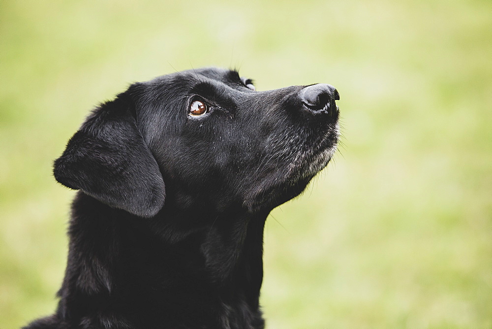 Close up of a Black Labrador dog, Oxfordshire, England