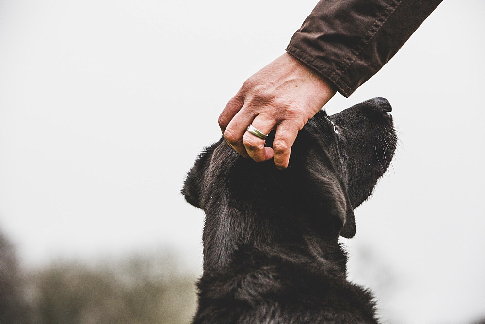 Close up of person stroking Black Labrador dog's head, Oxfordshire, England