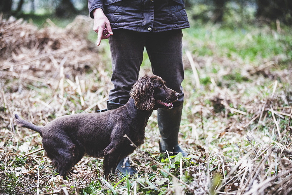 Person standing outdoors, pointing at Brown Spaniel dog, Oxfordshire, England