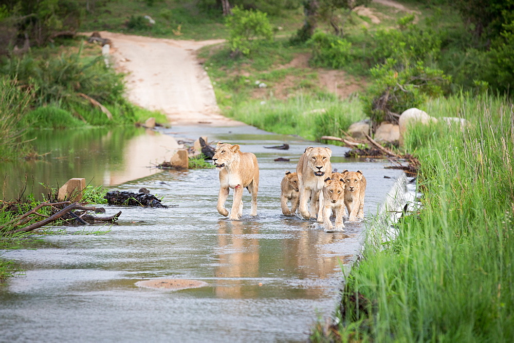 A pride of lions and cubs, Panthera leo, cross the causeway of a river, looking out of frame, flanked by greenery