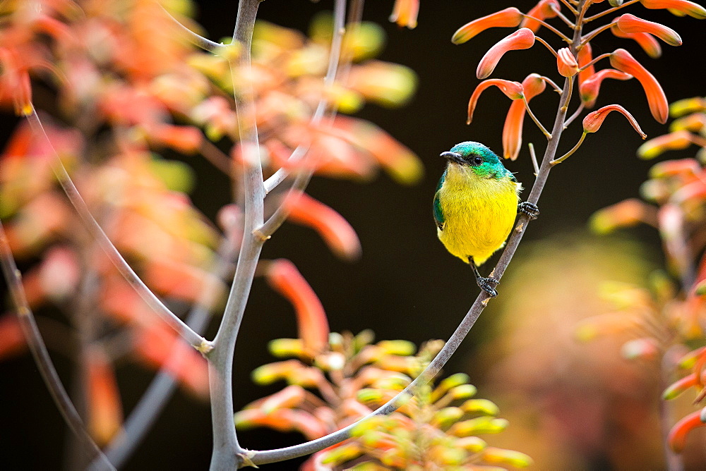 A female collared sunbird, Hedydipna collaris, perches on an aloe flower, Aloe arborescens, Londolozi Game Reserve, Sabi Sands, Greater Kruger National Park, South Africa