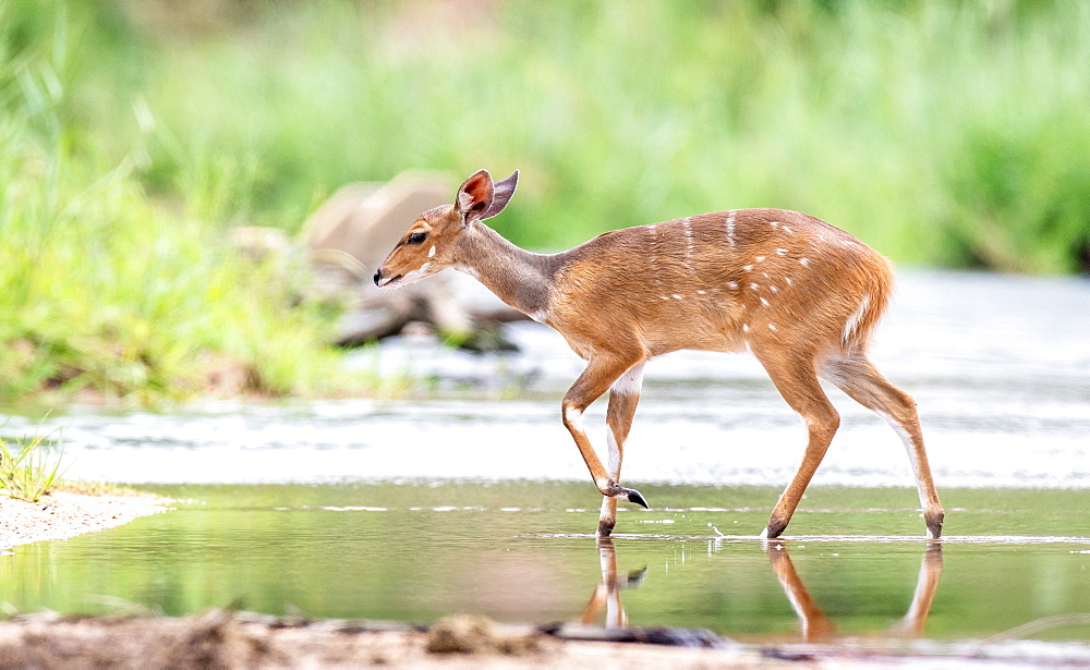 A bushbuck, Tragelaphus sylvaticus, walks across a still stream, ears back, looking out of frame, greenery in background, Londolozi Game Reserve, Sabi Sands, Greater Kruger National Park, South Africa