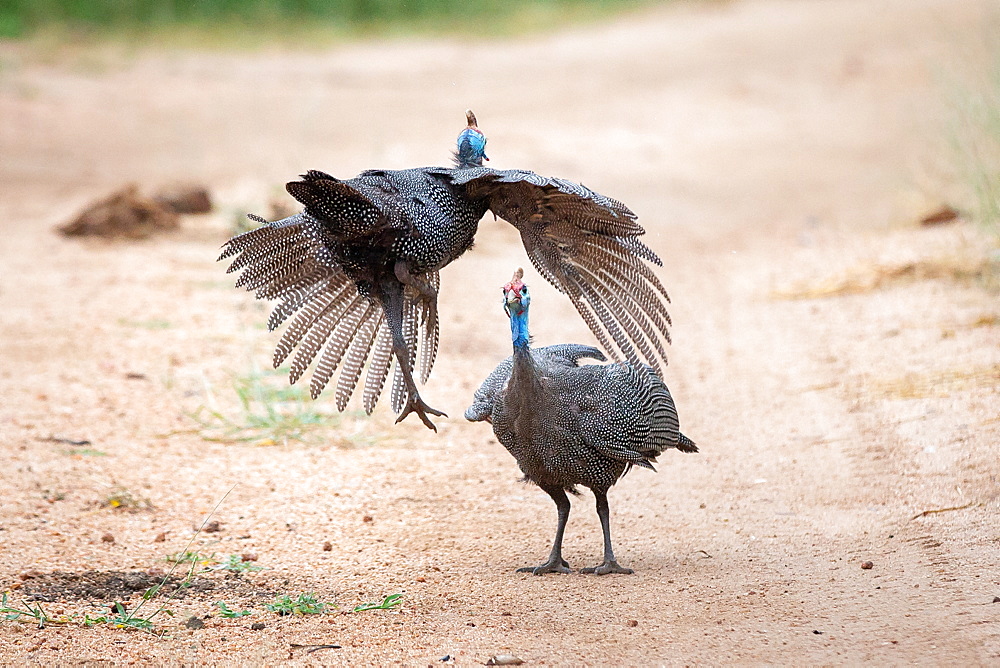 Two male helmeted guineafowls, Numida meleagris, fight each other, one flies towards the other, Londolozi Game Reserve, Sabi Sands, Greater Kruger National Park, South Africa