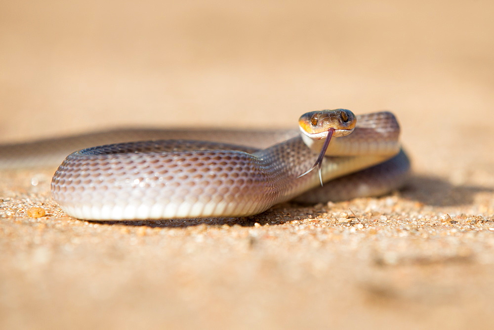 A herald snake, Crotaphopeltis hotamboeia, coils in the sand, direct gaze with tongue out, Londolozi Game Reserve, Sabi Sands, Greater Kruger National Park, South Africa