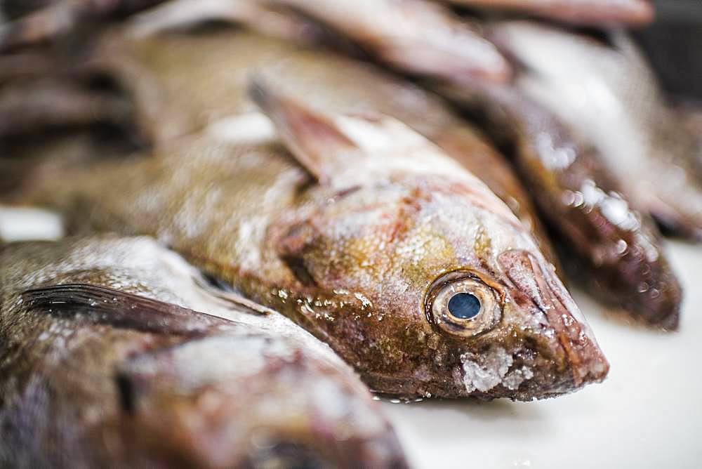 Fresh fish in a fish market stall