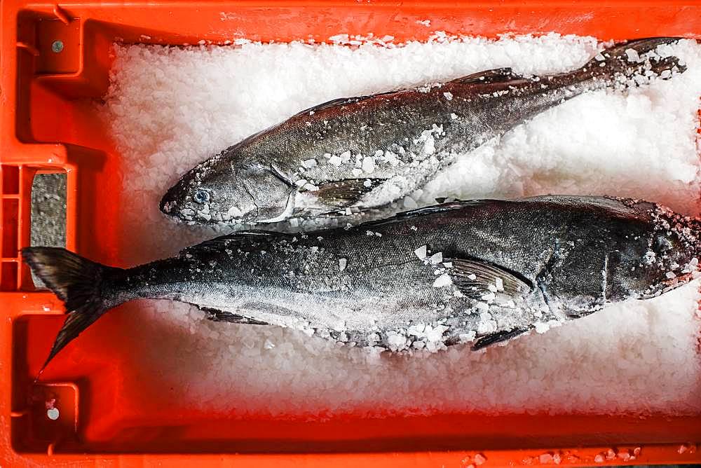 Two fresh fish on a fish market stall on ice