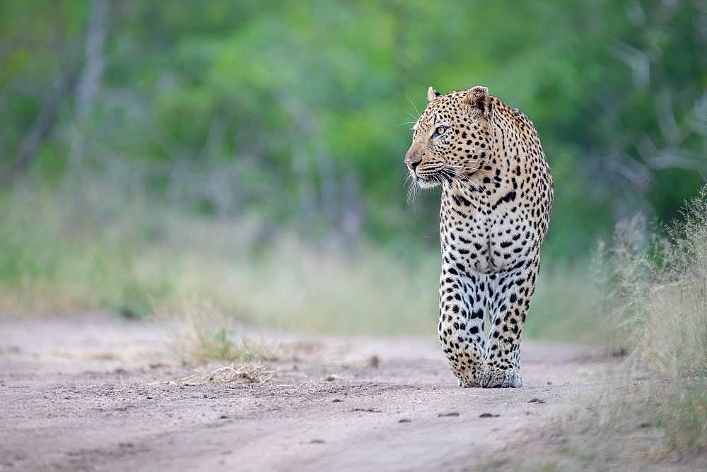 A male leopard, Panthera pardus, walks down a sand path, front paw raised, looking out of frame, green background, Londolozi Game Reserve, Kruger National Park, Sabi Sands, South Africa