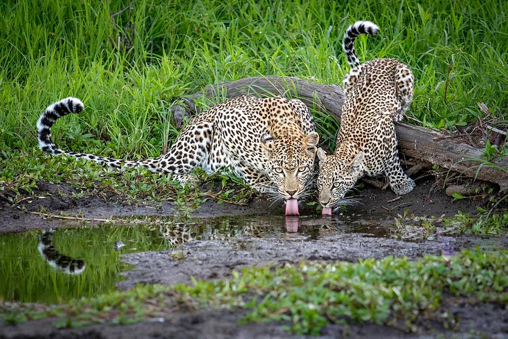 A mother leopard, Panthera pardus, and her cub crouch down and lap up water, direct gaze, green background, Londolozi Game Reserve, Kruger National Park, Sabi Sands, South Africa