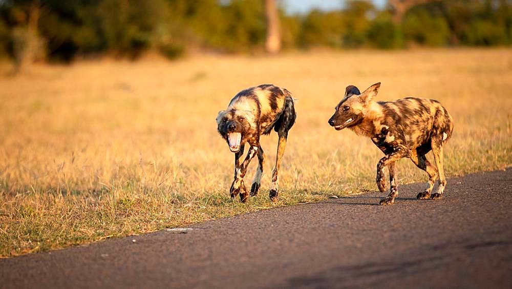 Two wild dog, Lycaon pictus, walk together, looking out of frame, mouth open, dry yellow grass background, Londolozi Game Reserve, Kruger National Park, Sabi Sands, South Africa