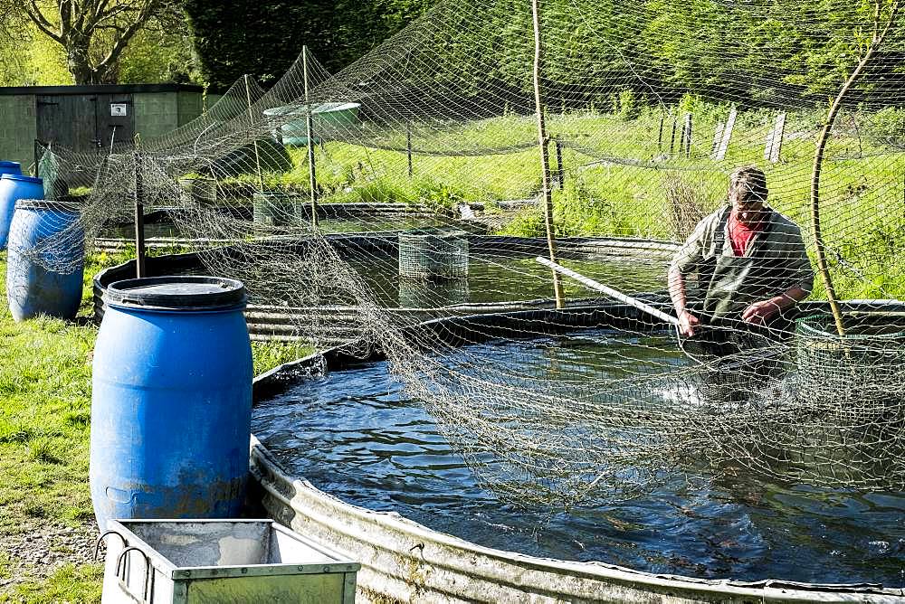 High angle view of man wearing waders working at a water tank at a fish farm raising trout, holding fish net