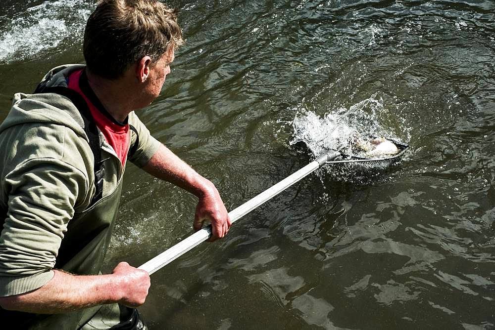 High angle view of man wearing waders standing in a river, holding fish net with trout