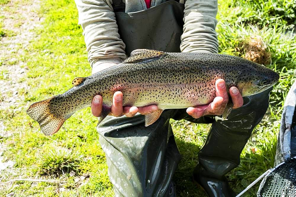 High angle close up of person holding freshly caught trout at a fish farm raising trout