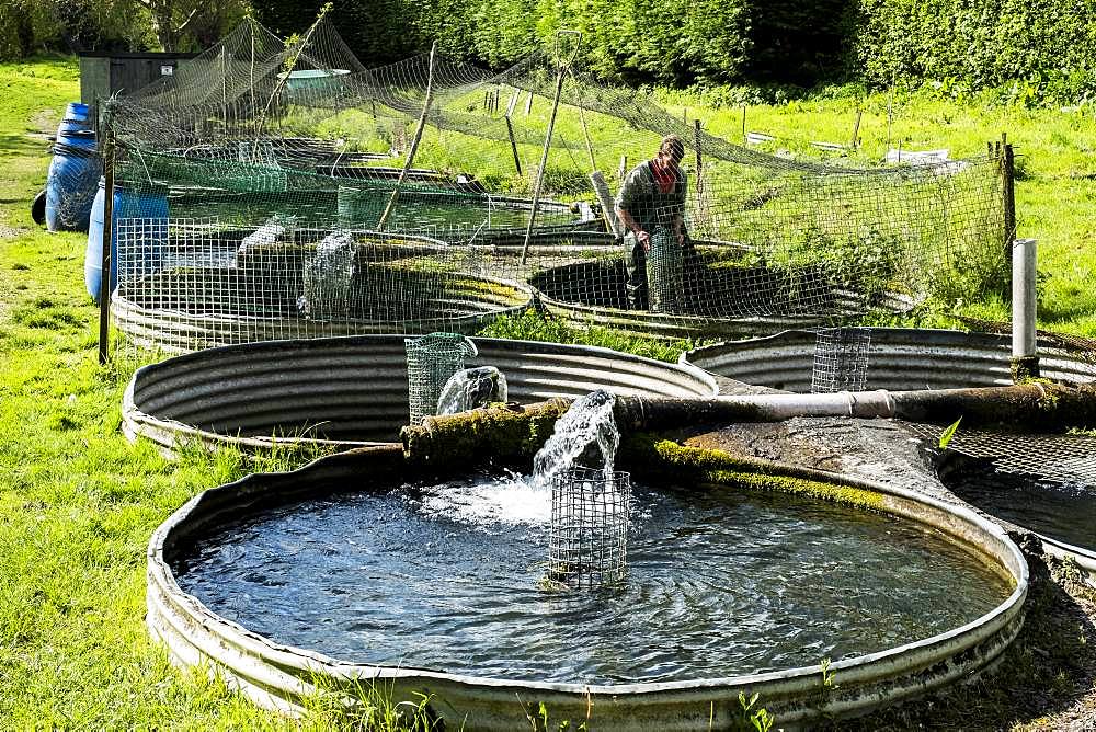 High angle view of man wearing waders working at a water tank at a fish farm raising trout