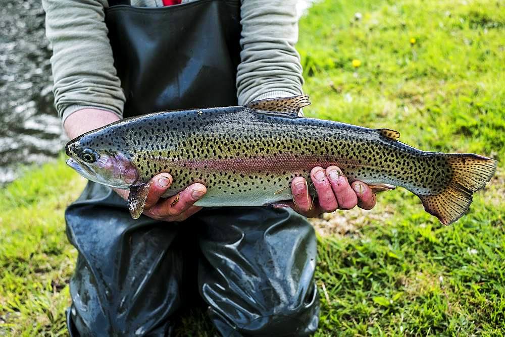 High angle close up of person holding freshly caught trout at a fish farm raising trout