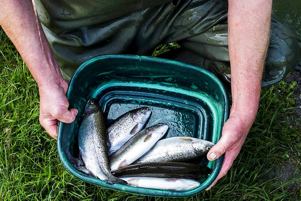 High angle close up of person holding green bucket with freshly caught trout at a fish farm raising trout