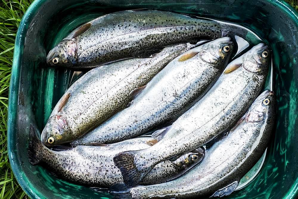 High angle close up of bucket with freshly caught trout at a Trout Farm